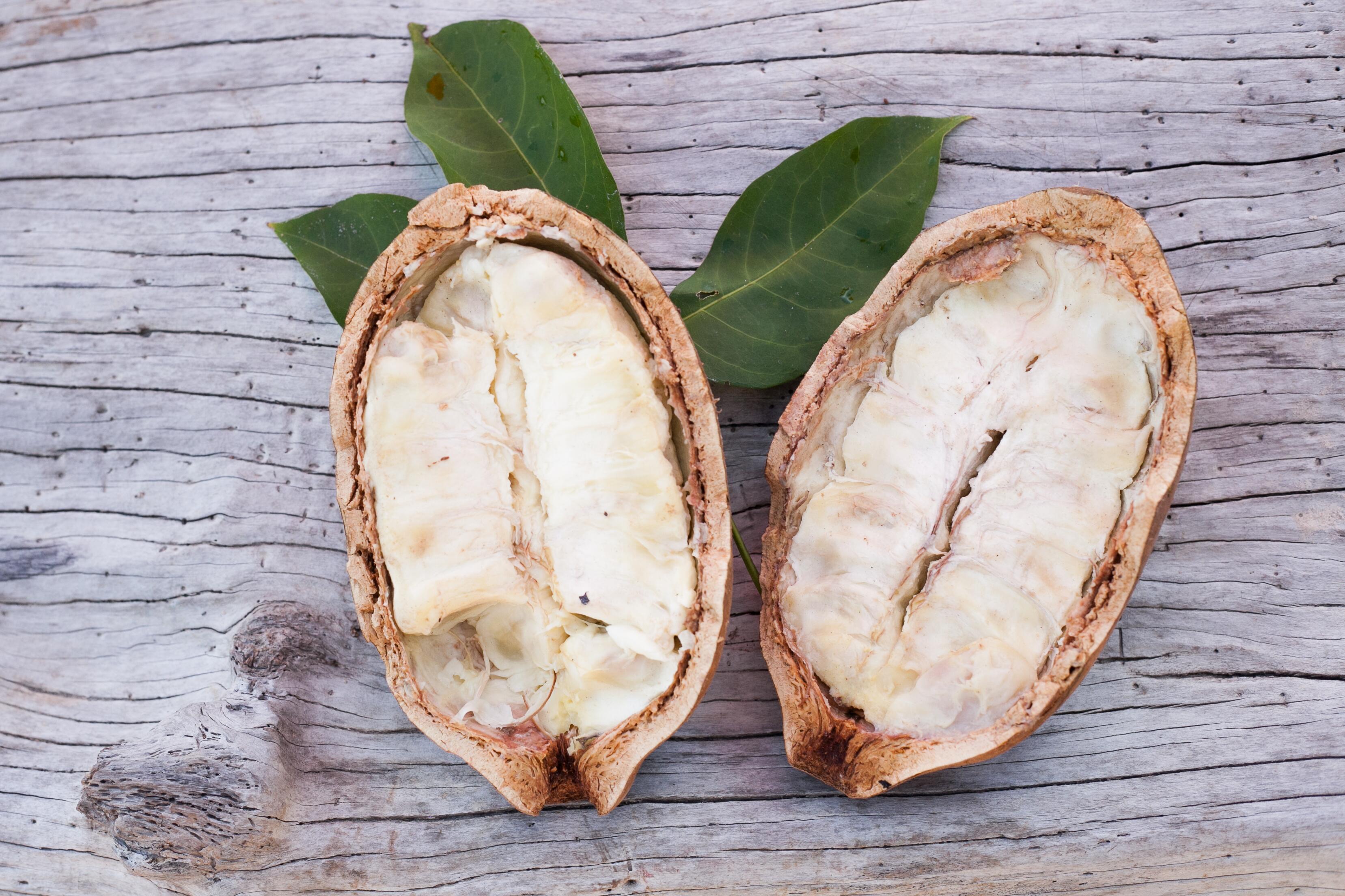 <span class="ezstring-field">kl_cupuacu_active-ingredient_field_plant_2019 -4- 367x460</span>